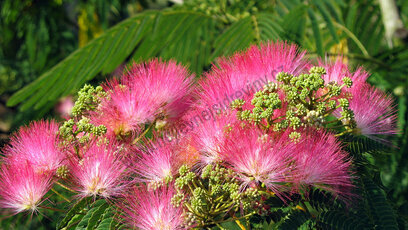 Albízie perský hedvábný strom 200/+ cm, obvod kmínku 6-8 cm,v květináči Albissia julibrissin